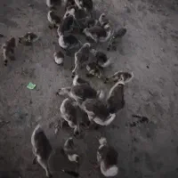 جوجه های غاز، قو غاز