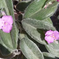 انواع گل|گل و گیاه طبیعی|قم, قلعه عموحسین|دیوار