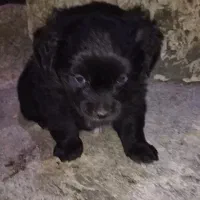 پاکوتاه پشمالو شیتزو|سگ|مینودشت, |دیوار