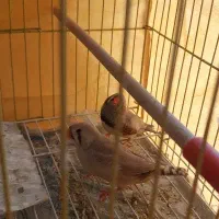 یک جفت فنچ کینگ