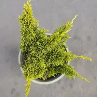 دم روباهی طلایی، گیاه خاص و مقاوم با ۵۰٪ تخفیف|گل و گیاه طبیعی|تهران, صادقیه|دیوار