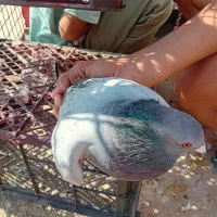 کفتر|پرنده|میناب, |دیوار