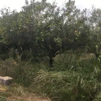 زمین فروش فوری دوجمان