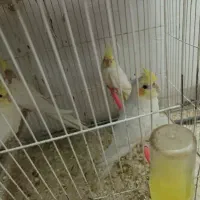 جوجه عروس هلندی لوتینو