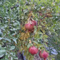 انارخوب وآب داروملس به صورت عمده|خوردنی و آشامیدنی|کلاشی, |دیوار