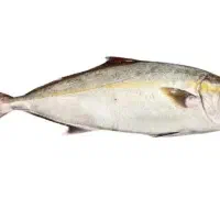 ماهیگیری