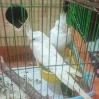 عروس هلندی|پرنده|رشت, حومه رشت|دیوار