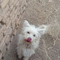 پاپی ماده خشگل معاوضه با عروس هلندی|سگ|تربت جام, شاهد|دیوار