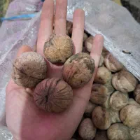 گردو تویسرکان پر چرب و پر مغز بدون پوچی