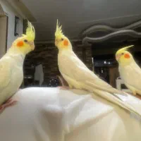 جوجه عروس هلندی|پرنده|شیراز, صنایع الکترونیک|دیوار