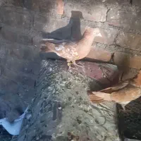 کبوتر زرد