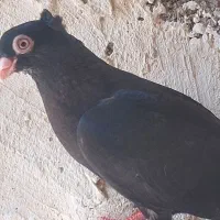 زاغ|پرنده|اهواز, کوی پیروزی|دیوار