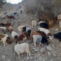 ۶۰ راس بز محلی خوب|حیوانات مزرعه|شیراز, شهرک مدرس|دیوار