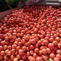آب انار طبیعی زیرتنگ سیاب