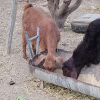 بز جوان با بزغاله