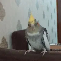 عروس هلندی نر سخنگو