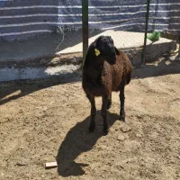 بره قوچ هترو شماره ۵۱۳ مجموعه تاپ ژن