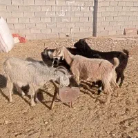 بز داشتی جوان شکم اول|حیوانات مزرعه|لیکک, |دیوار