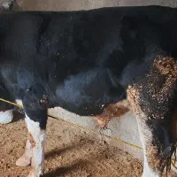 گوساله نر حدودا ۳۰۰ کیلو