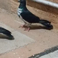 کبوتر