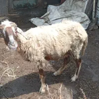 گوسفند
