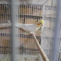 عروس هلندی  دره شهر هستم