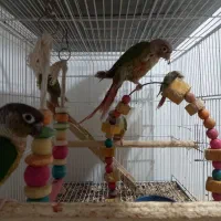 طوطی کوتوله ، عروس هلندی ، گرینچیک|پرنده|بندرعباس, |دیوار