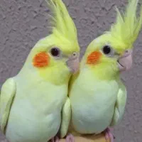 تعداد ده عدد عروس هلندی سرلاکی درجه یک