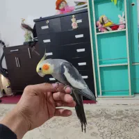 عروس هلندی سخنگو|پرنده|پاکدشت, کبودگنبد|دیوار