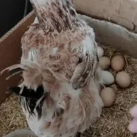 م ر غ کرک با 11تا تخم