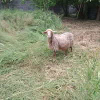 گوسفند داشتی