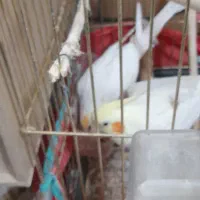 جفت عروس لوتینو رویه تخم