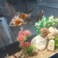 ماهی گلد فیش و تزئینات|ماهی|ارومیه, |دیوار