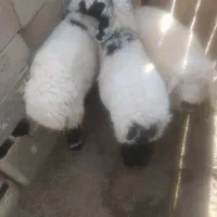 سه بره نر سنگین وزن ارکدام20کیلوگوشت|حیوانات مزرعه|زهک, |دیوار