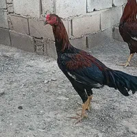 خروس لاری|حیوانات مزرعه|گلبهار, نوبهار|دیوار
