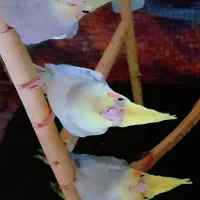 چهارتا عروس هلندی