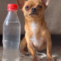 شیواوا نر جهت جفگیری با ماده شما