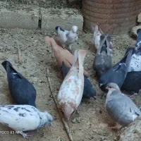 فروش یا معاوضه کبوتر با پرنده|پرنده|فیروزآباد (فارس), |دیوار