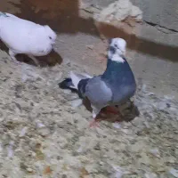 شازده نر کاکلی ماده بی کاکل