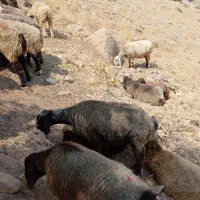 حیوان میش ورندیل بره وکهره|حیوانات مزرعه|یاسوج, |دیوار