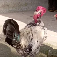 خروس گلین|حیوانات مزرعه|اطاقور, |دیوار