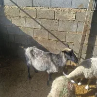 میش رومانف وترکی