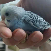 جوجه سرلاکی رینبو