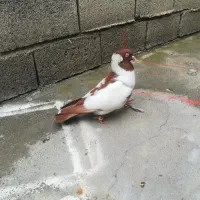 کبوتر نر پرستو کاکلی قیمت 700