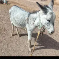 کره الاغ نر