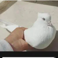 گمشده سفید چشم سفید چنگ سفید