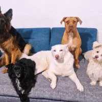 پانسیون سگ و مربی سگ