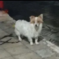 سگ پاکوتاه نر۲۵۰۰