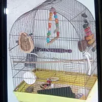 قفس عروس هلندی