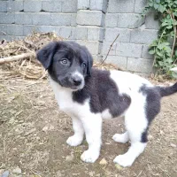 واگذاری توله سگ